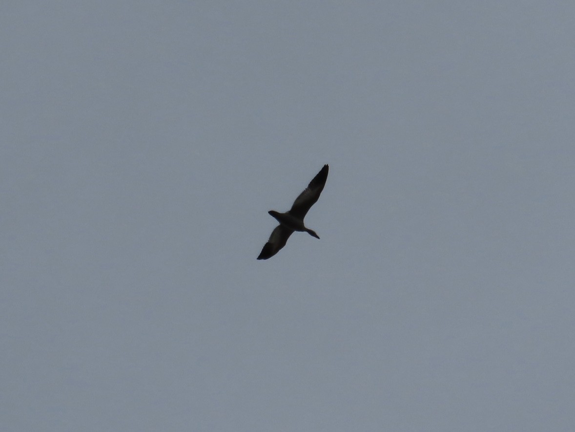 husa sněžní - ML645946613