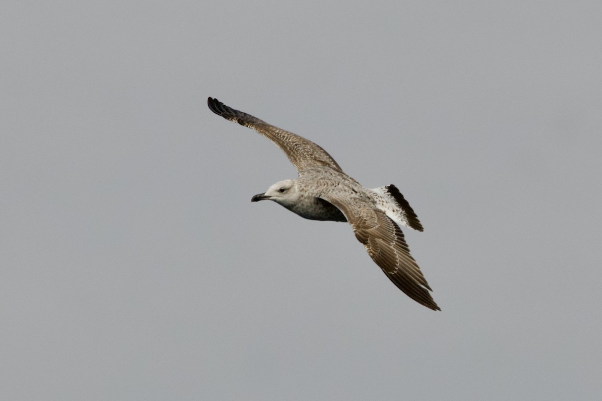 שחף בלתי-מזוהה - ML645946614