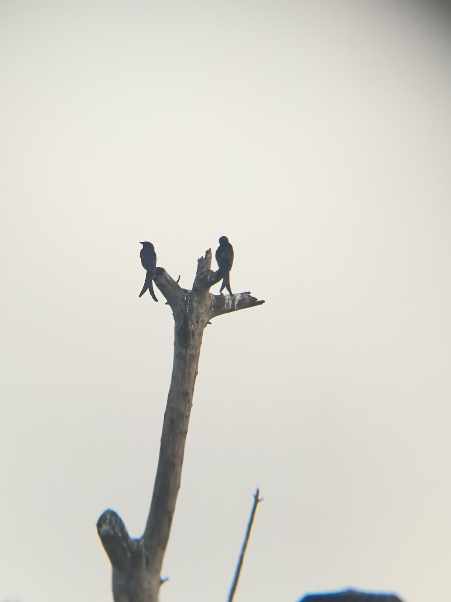 Black Drongo - ML645946626