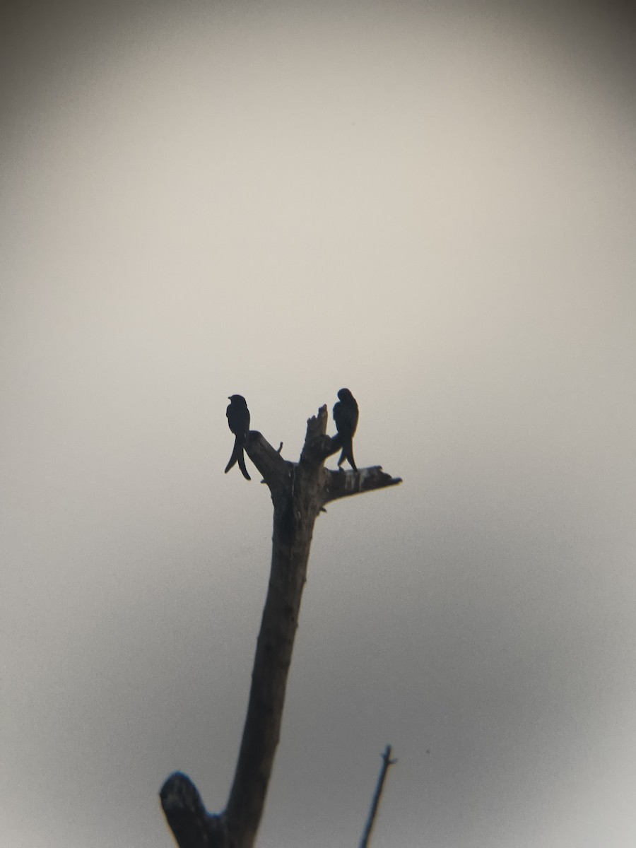 Black Drongo - ML645946627