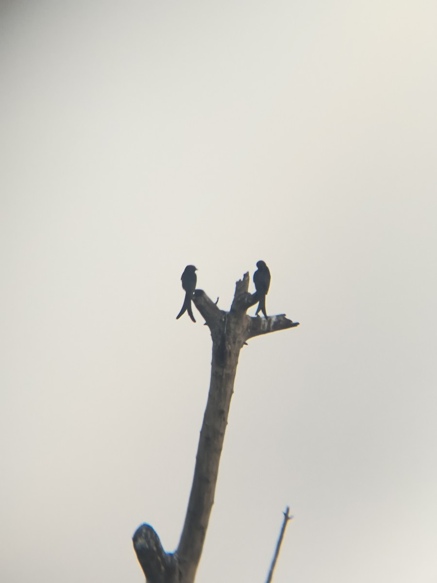 Black Drongo - ML645946628