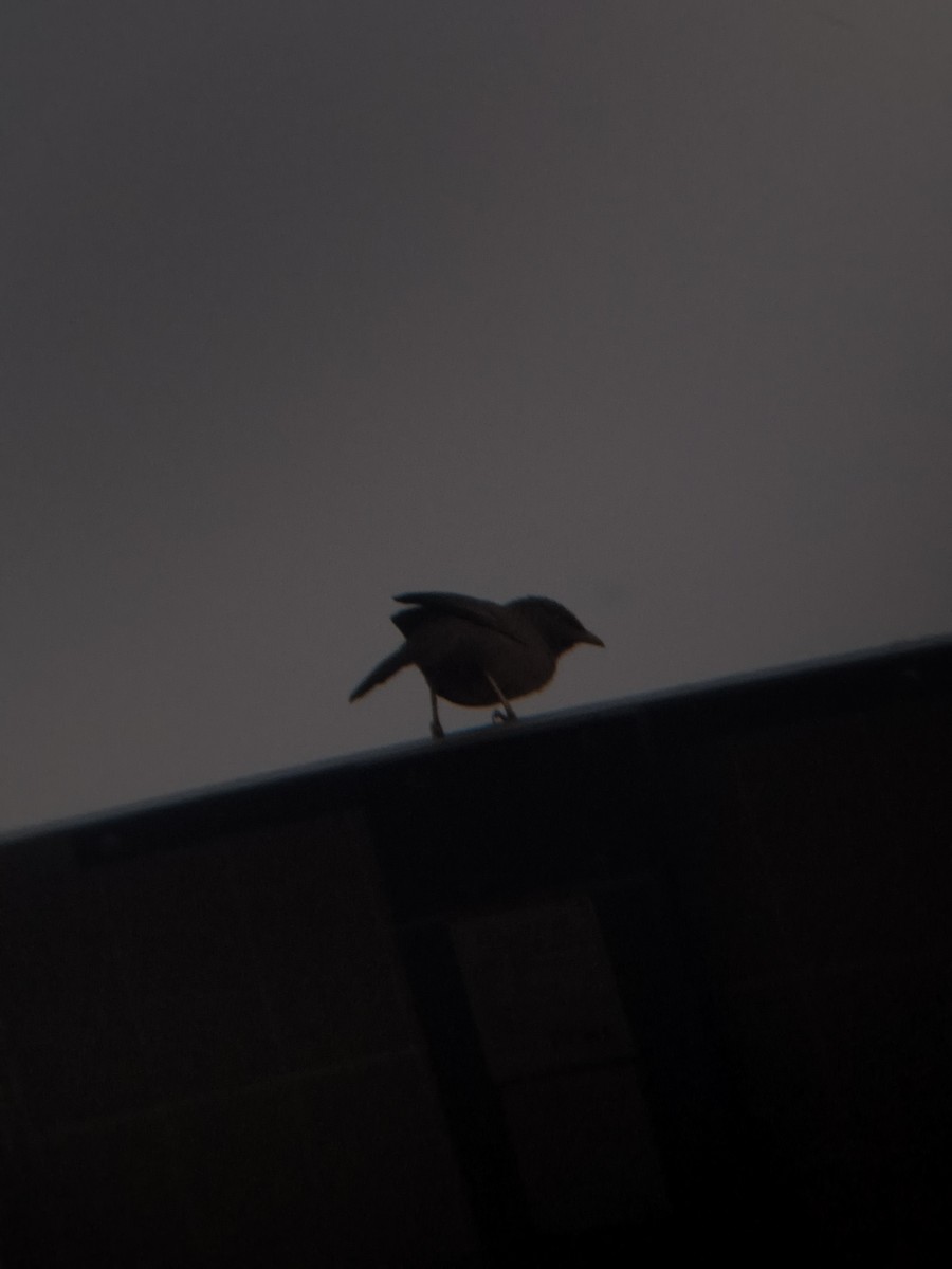 Jungle Babbler - ML645946634