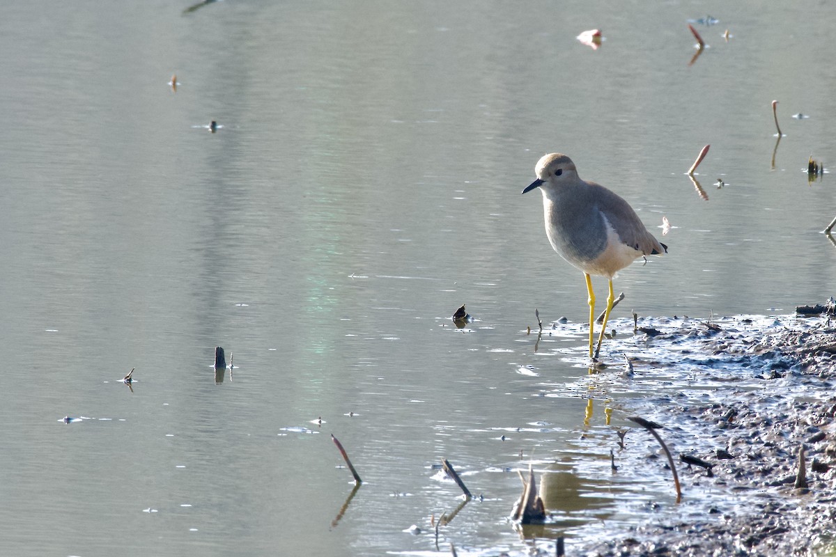 White-tailed Lapwing - ML645946636