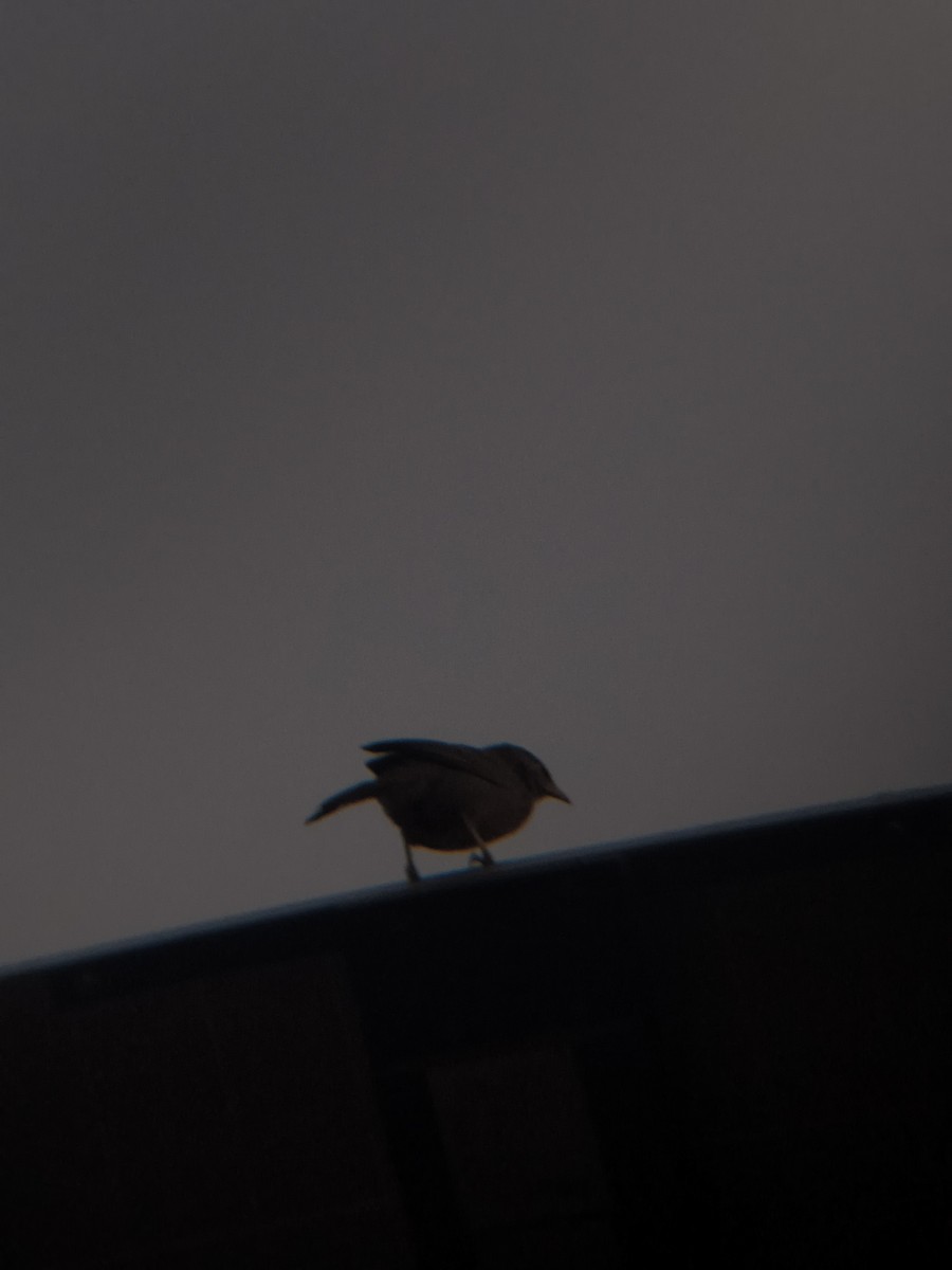 Jungle Babbler - ML645946637