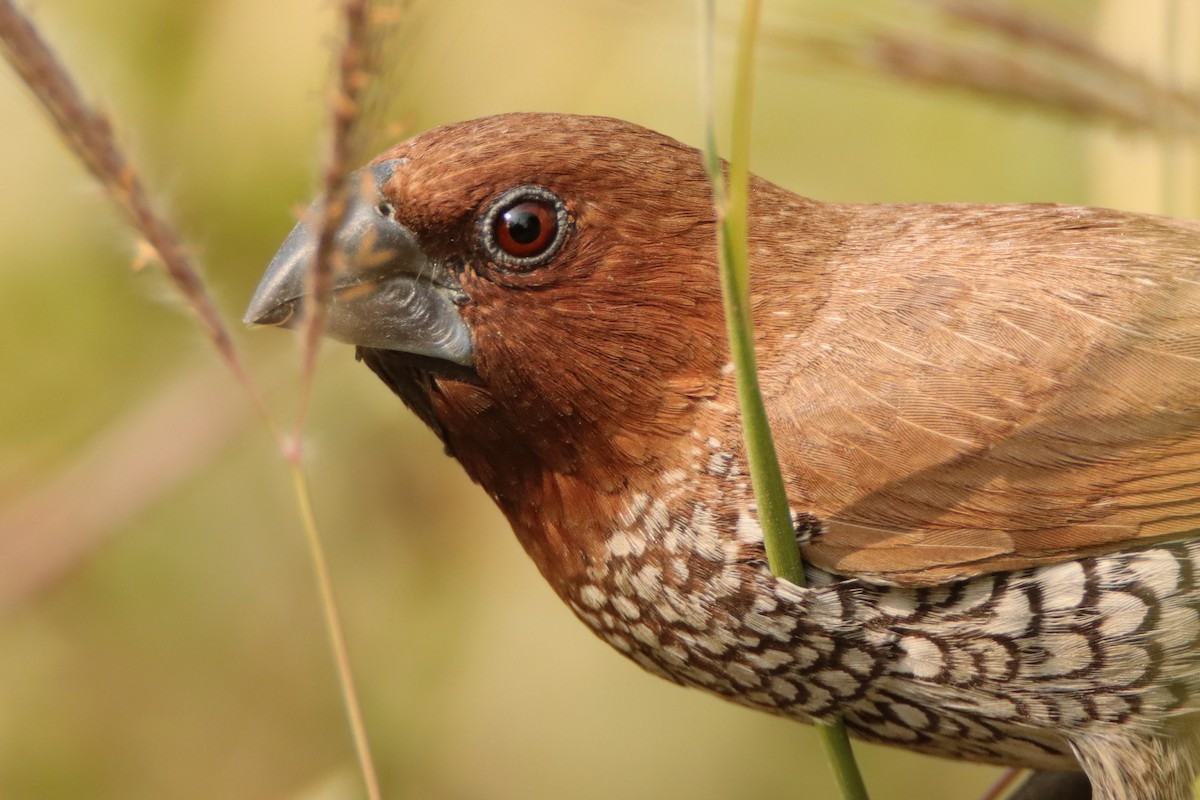 Scaly-breasted Munia - ML645946640