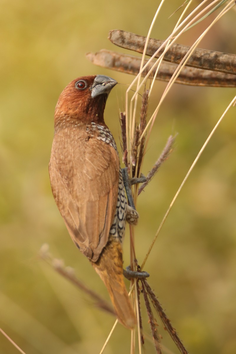 Scaly-breasted Munia - ML645946641
