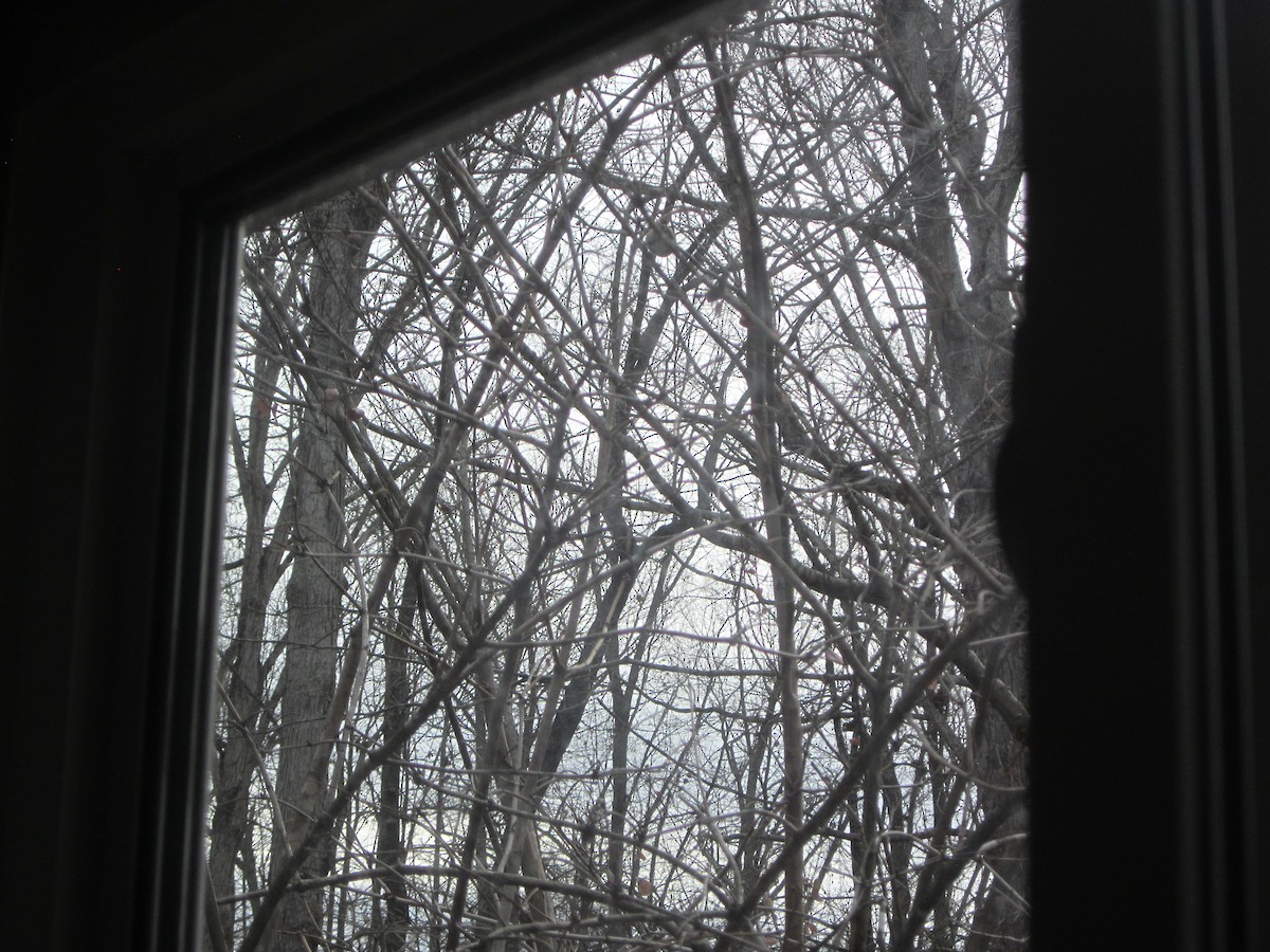 Erregetxo amerikarra - ML645946642