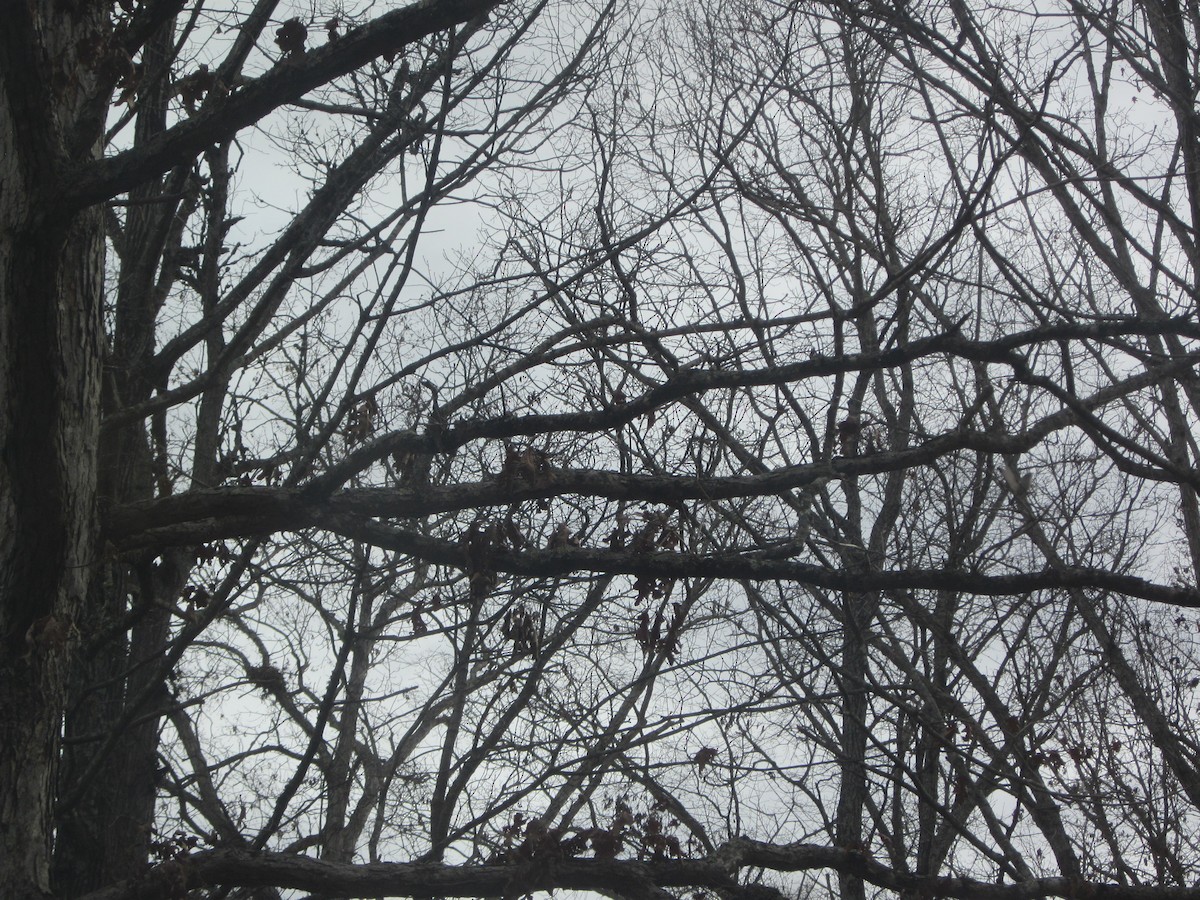 Erregetxo amerikarra - ML645946643