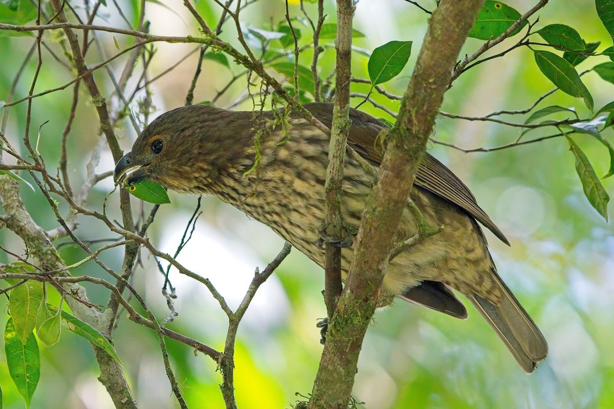 Tooth-billed Bowerbird - ML645946646