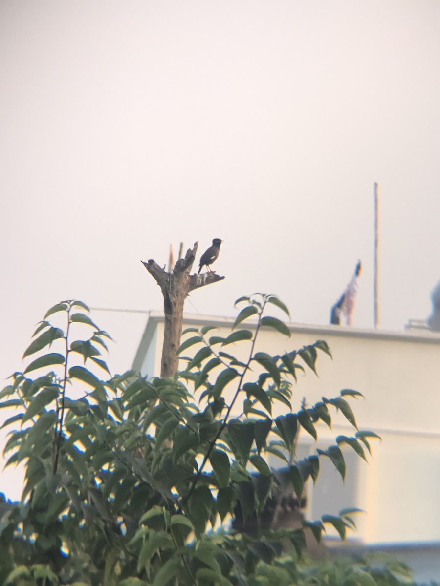 Common Myna - ML645946650