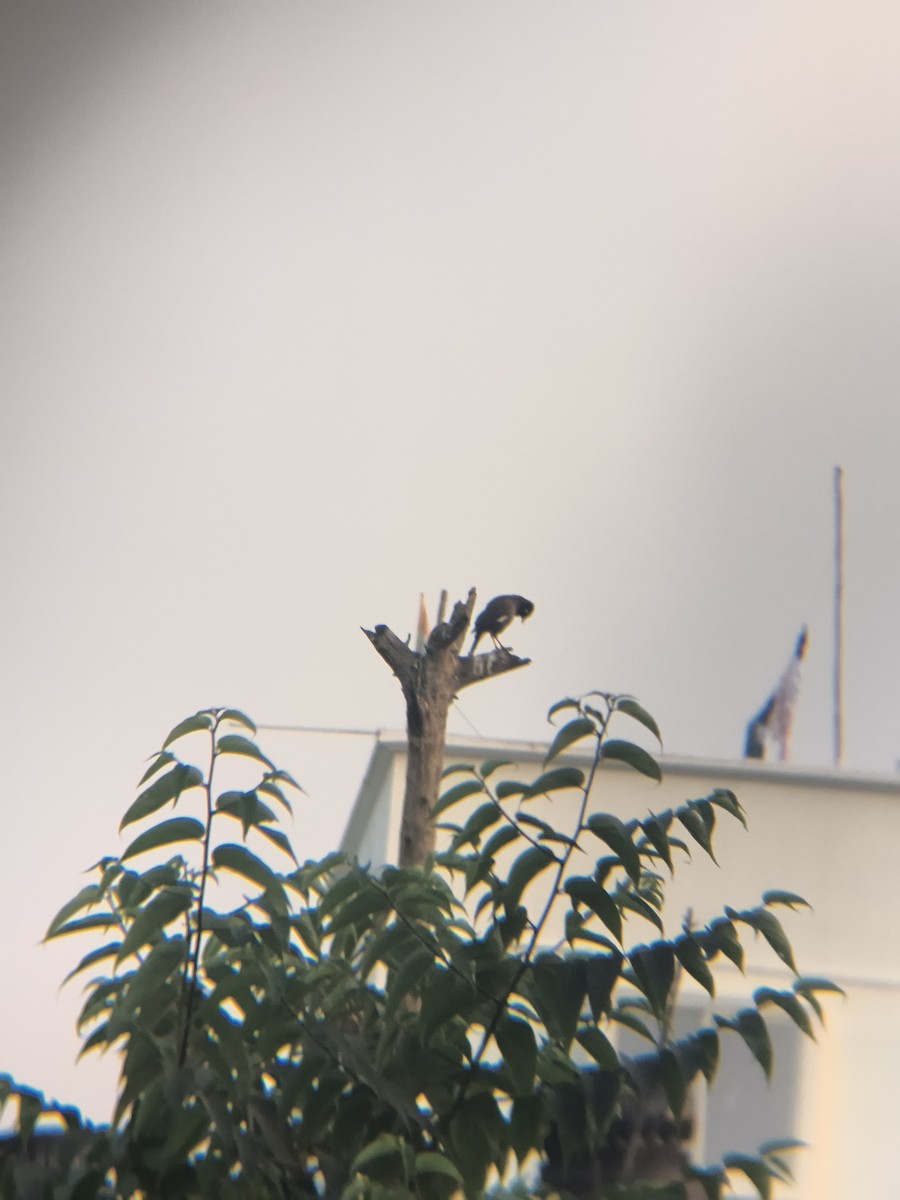 Common Myna - ML645946651