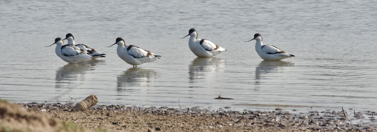 Pied Avocet - ML645946655