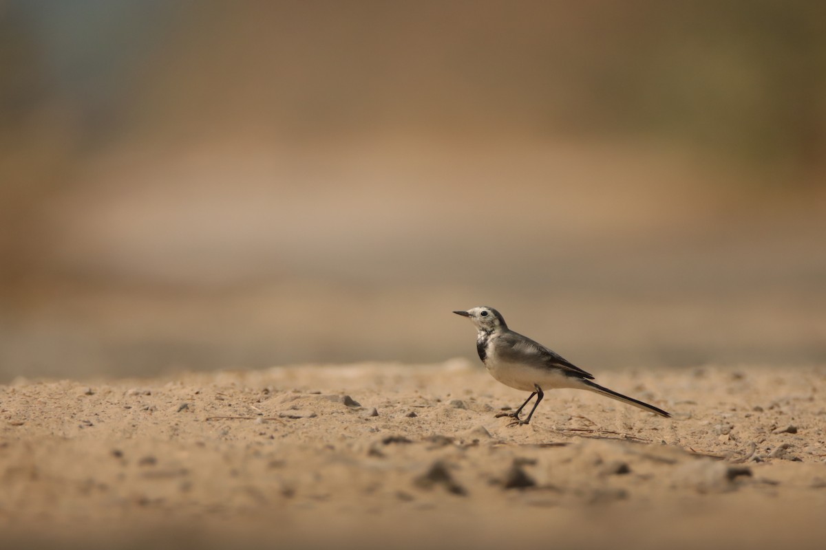 White Wagtail - ML645946656