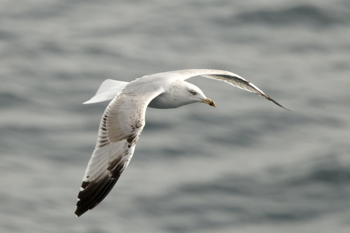 שחף בלתי-מזוהה - ML645946663