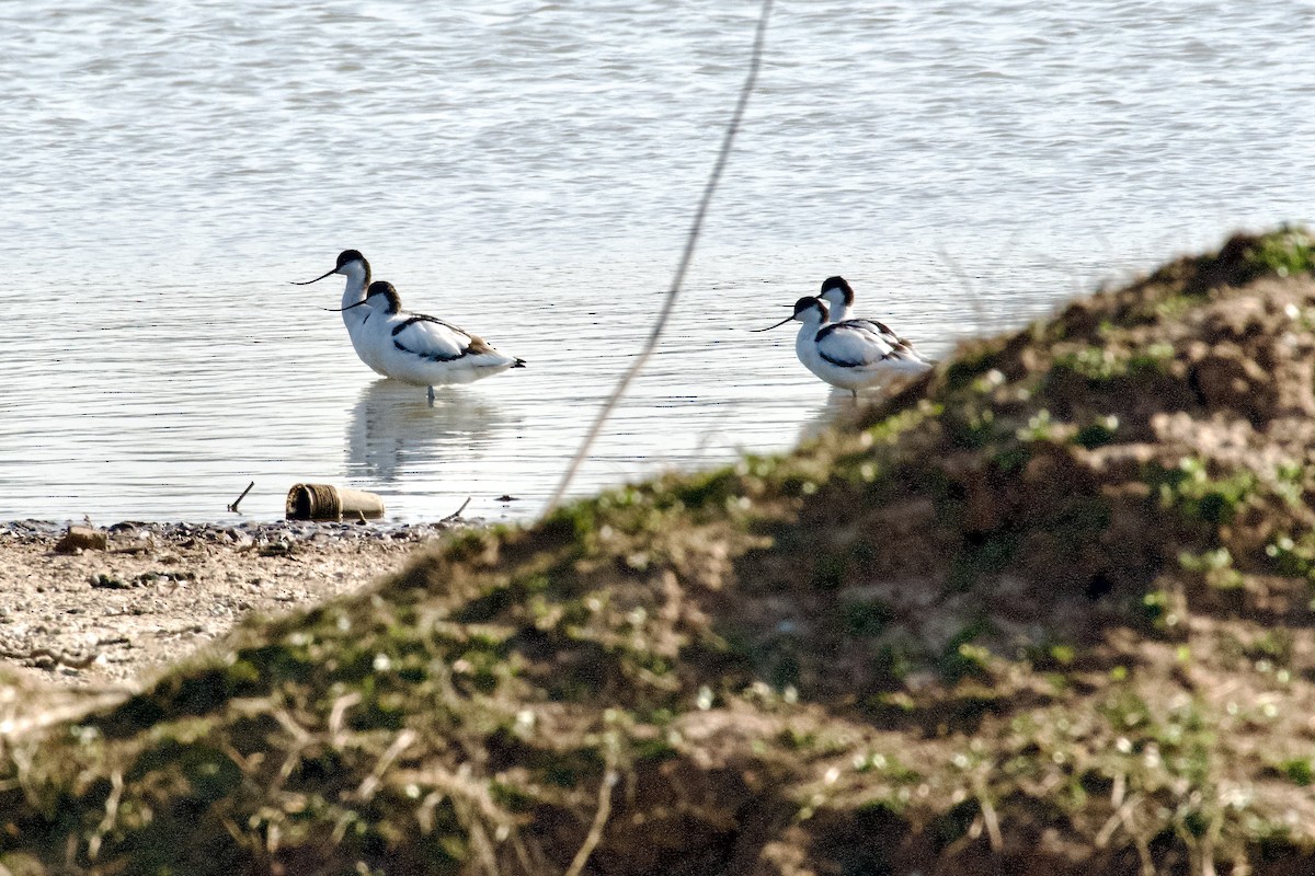 Pied Avocet - ML645946666