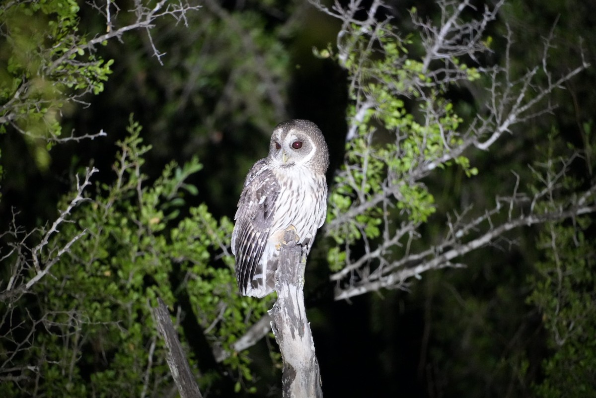 puštík proměnlivý - ML645946677