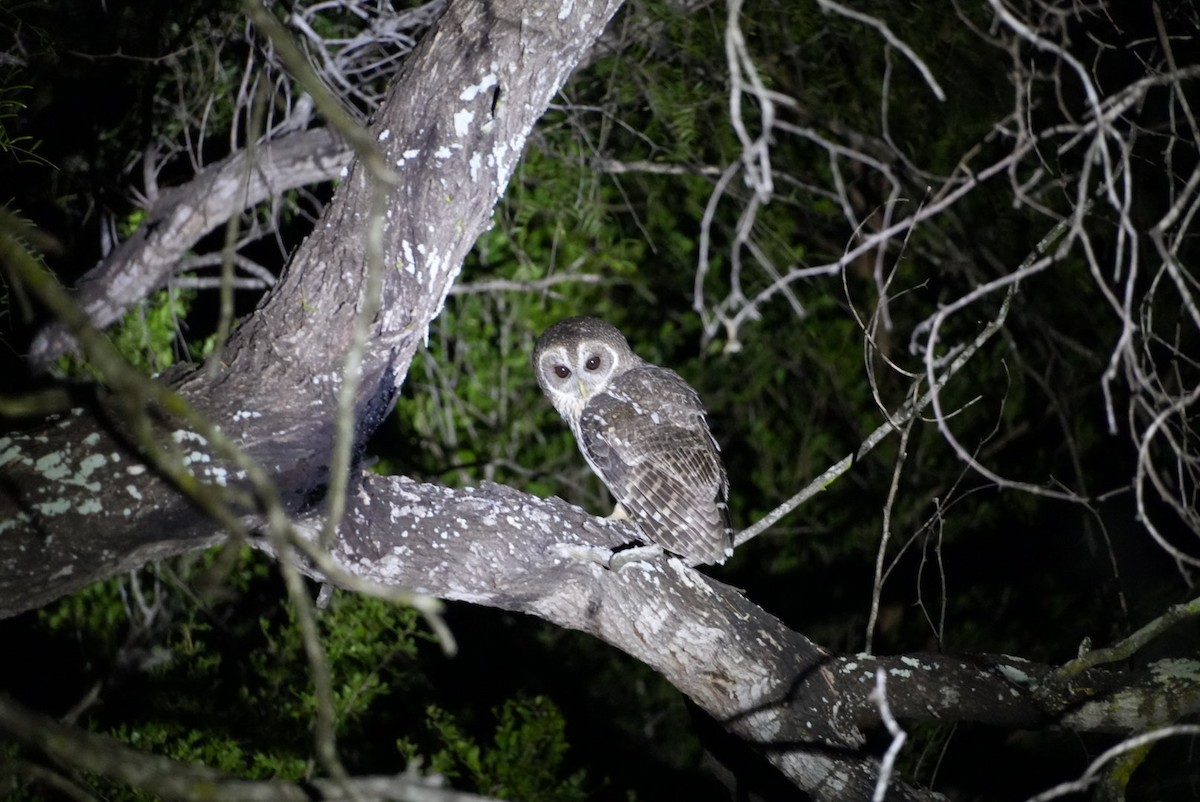 puštík proměnlivý - ML645946678