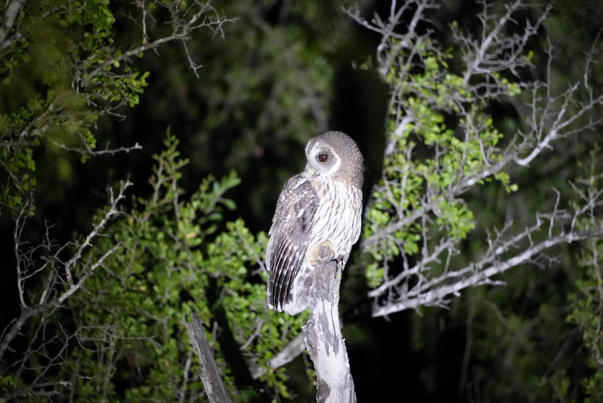 Mottled Owl - ML645946679