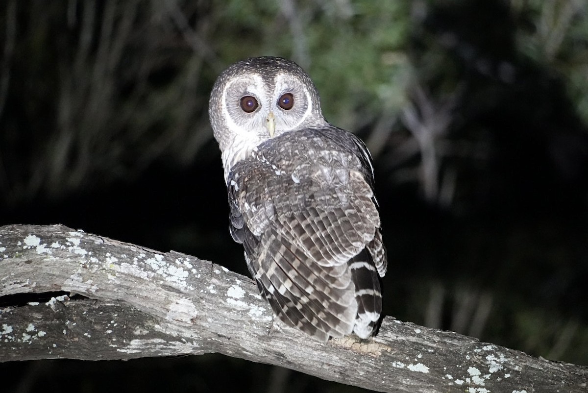 puštík proměnlivý - ML645946680