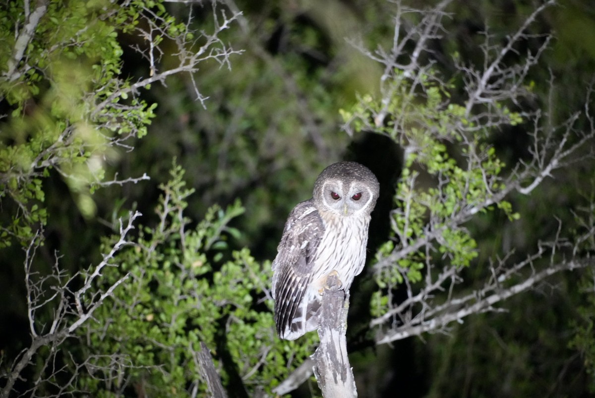 Mottled Owl - ML645946681
