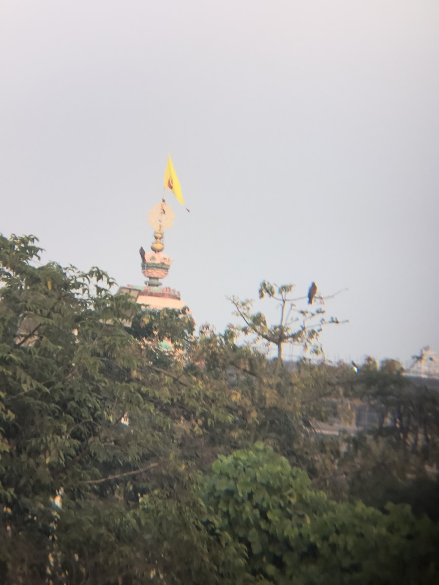 Black Kite - ML645946690