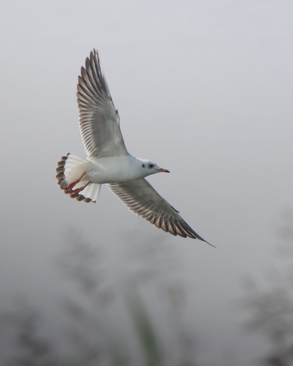 Black-headed Gull - ML645946691