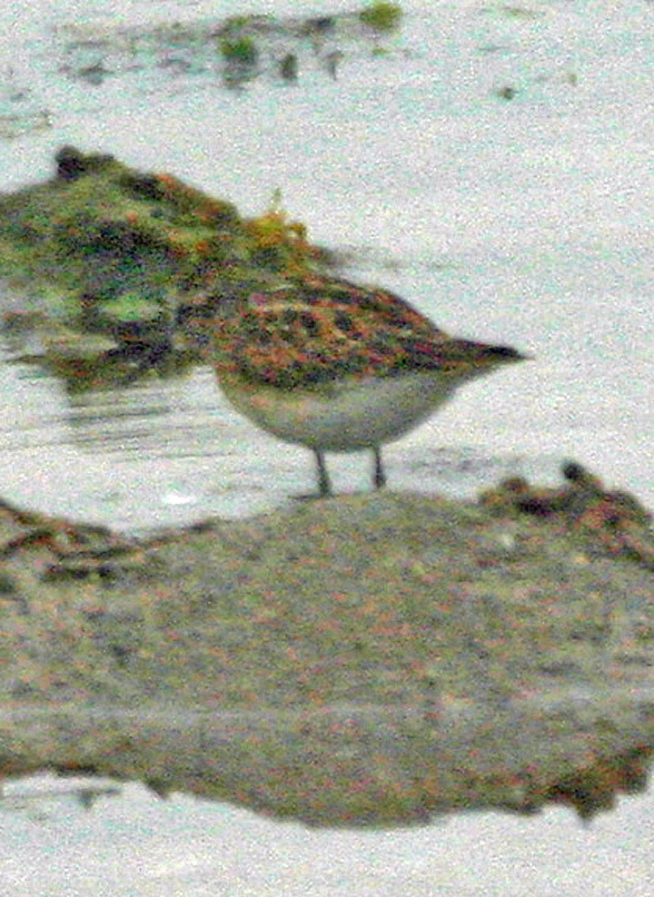 White-rumped Sandpiper - ML645946692