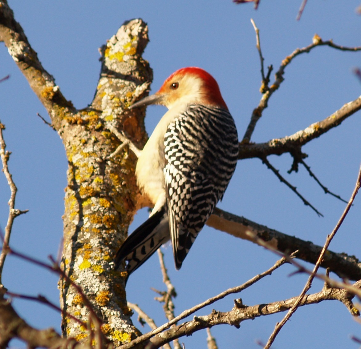 Red-bellied Woodpecker - ML645946695