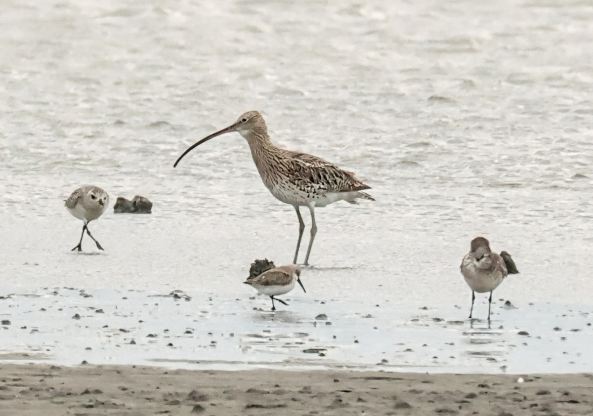Eurasian Curlew - ML645946699