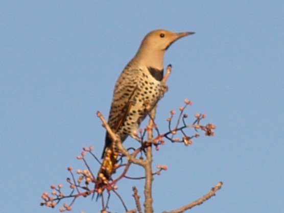Northern Flicker - ML645946701