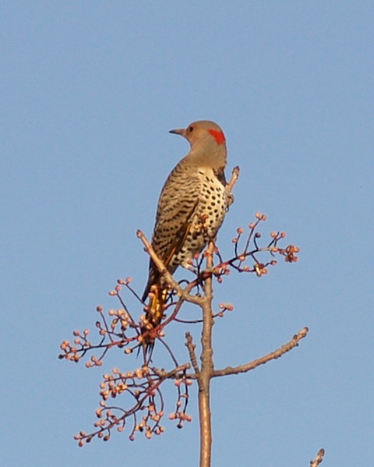 Northern Flicker - ML645946702
