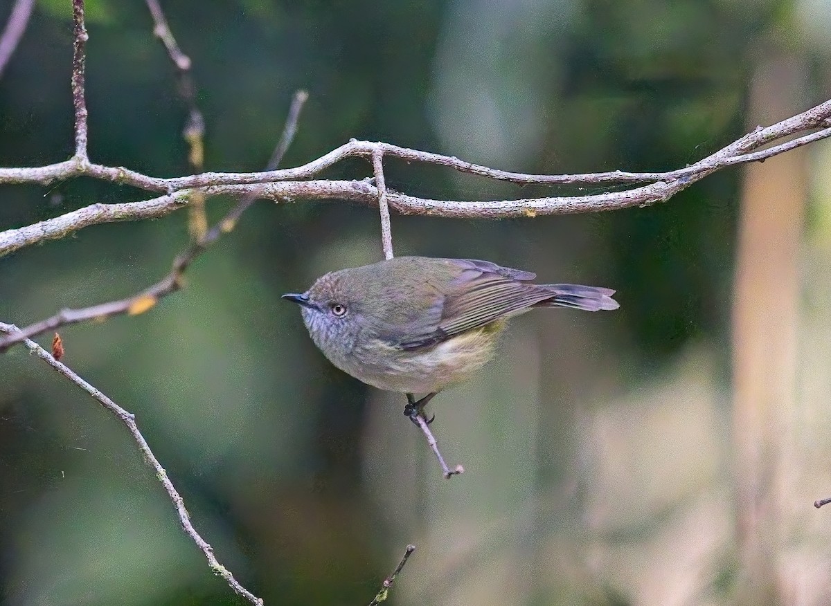 Mountain Thornbill - ML645946704