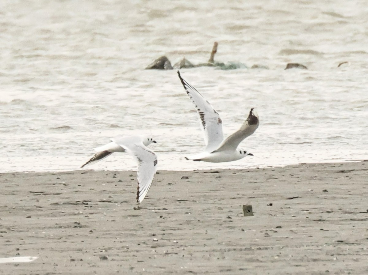 Saunders's Gull - ML645946705