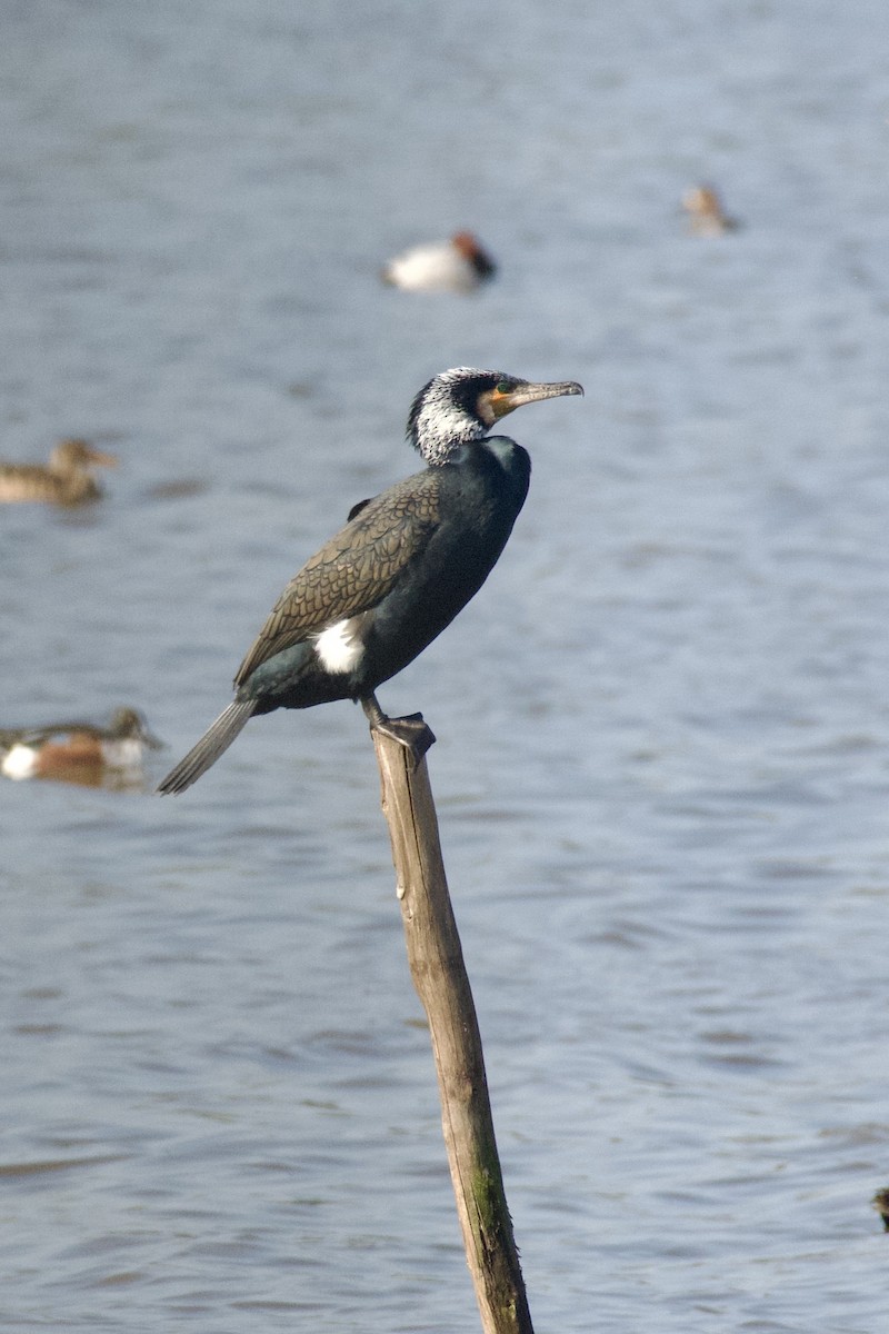 Great Cormorant - ML645946713