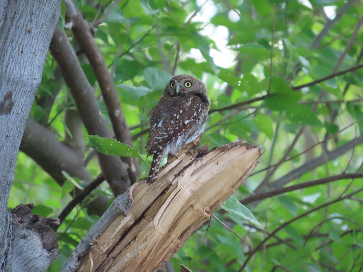 kulíšek perlový - ML645946731