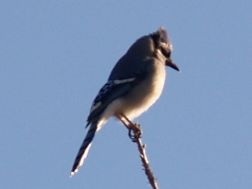 Blue Jay - ML645946732