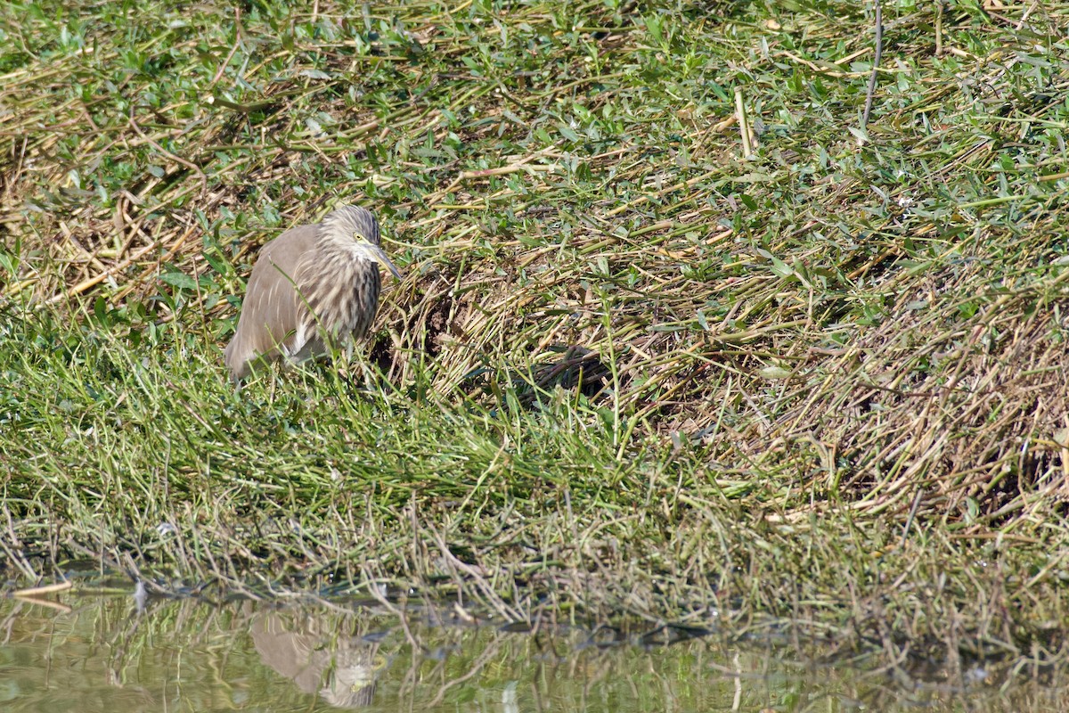 Indian Pond-Heron - ML645946733