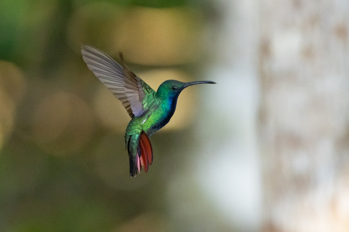 Black-throated Mango - ML645946742