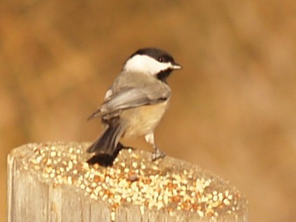 Carolina Chickadee - ML645946747