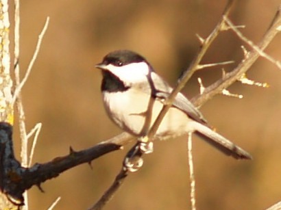Carolina Chickadee - ML645946748