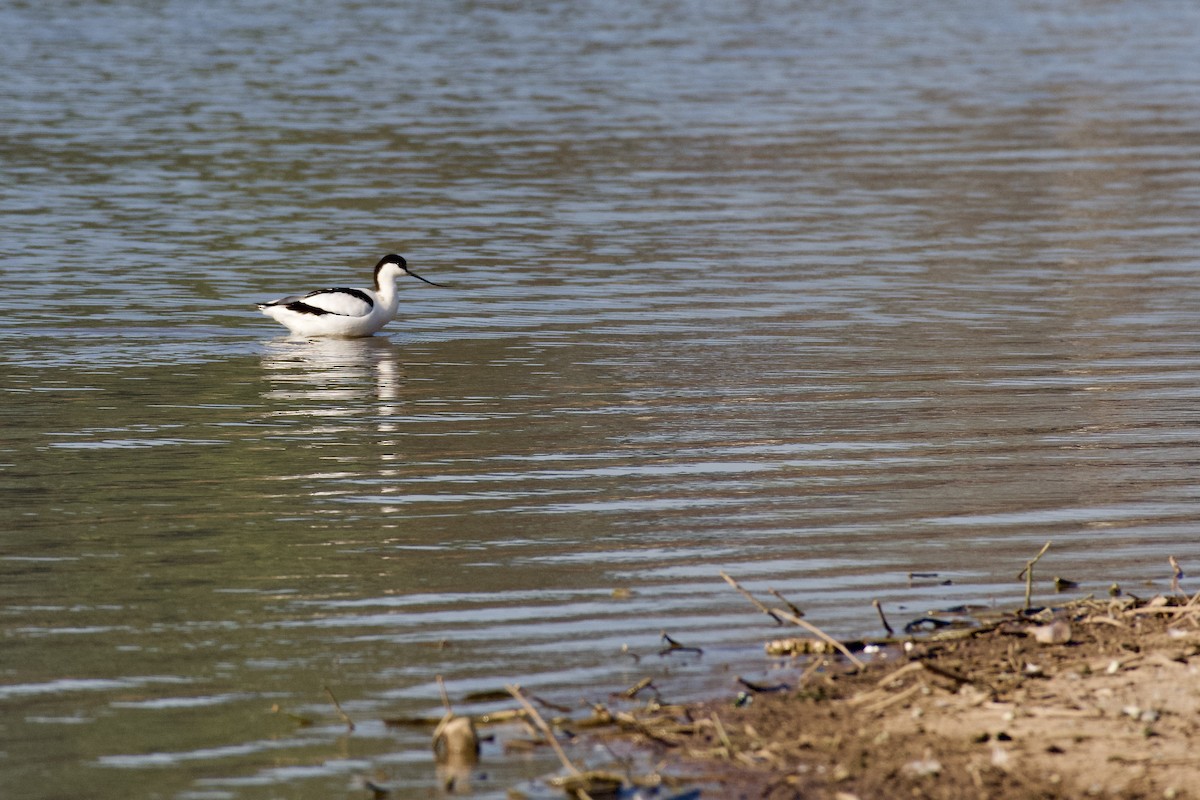 Pied Avocet - ML645946749