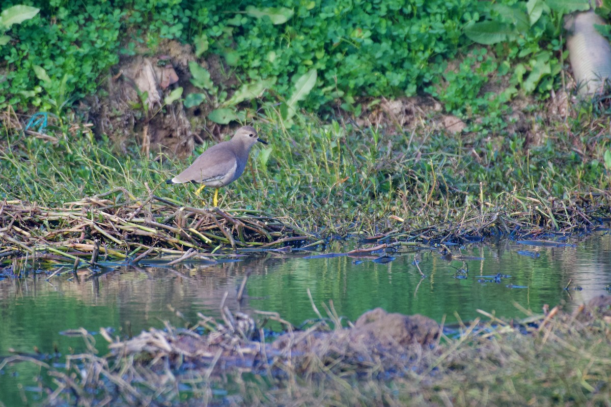 White-tailed Lapwing - ML645946755