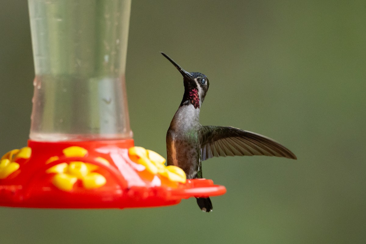 Long-billed Starthroat - ML645946757