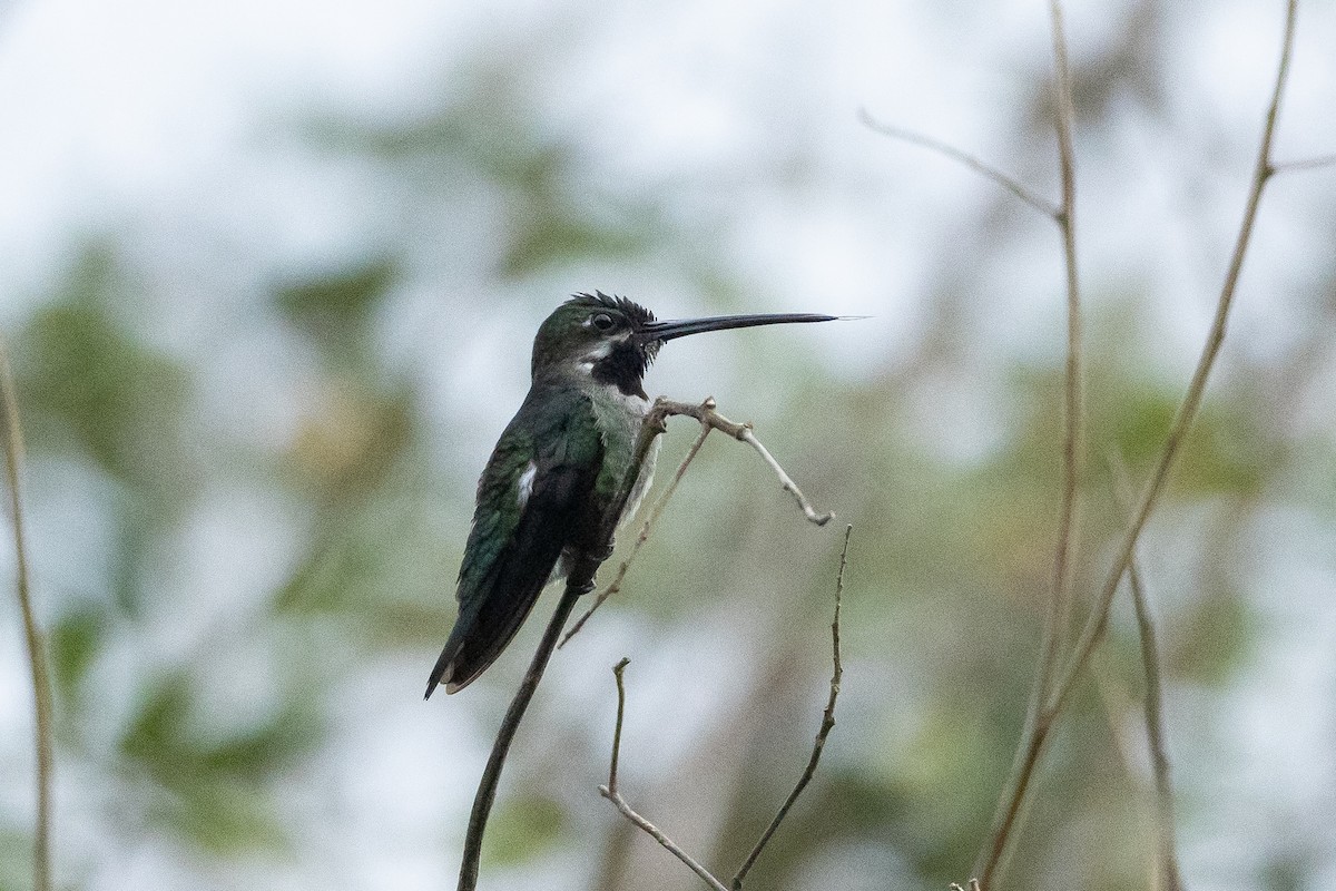 Long-billed Starthroat - ML645946758