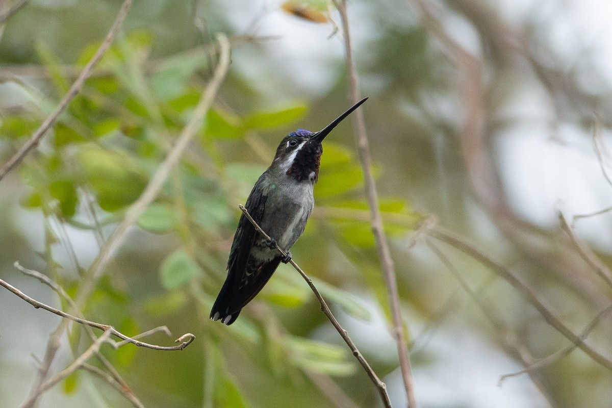 Long-billed Starthroat - ML645946759