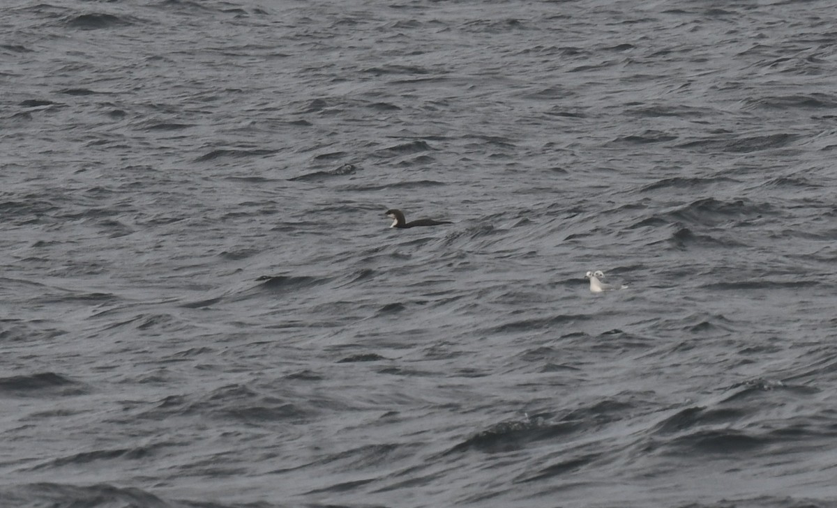 シロエリオオハム - ML645946760