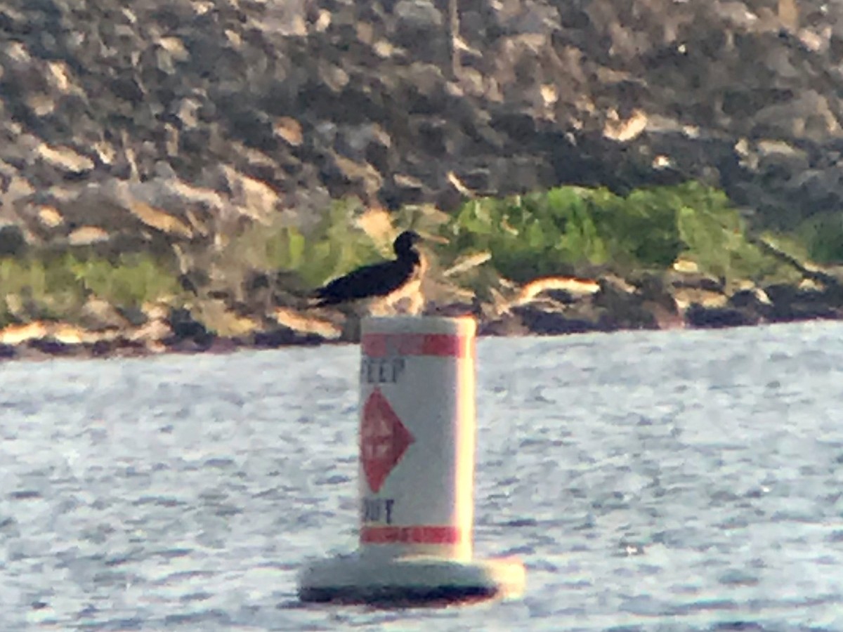 Brown Booby - ML645946766