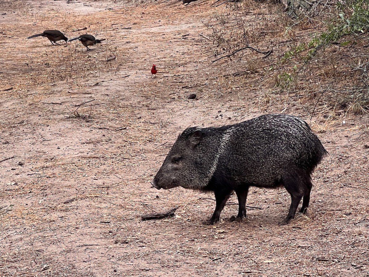 Northern Cardinal - ML645946767