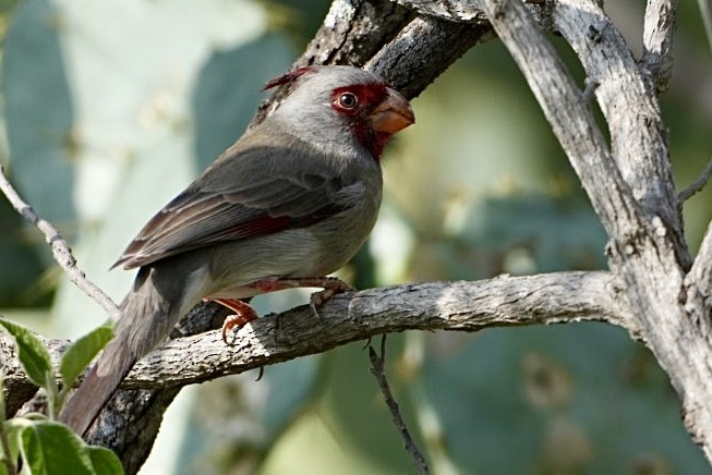 Pyrrhuloxia - ML645946768