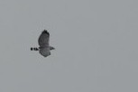 Gray Hawk - ML645946769
